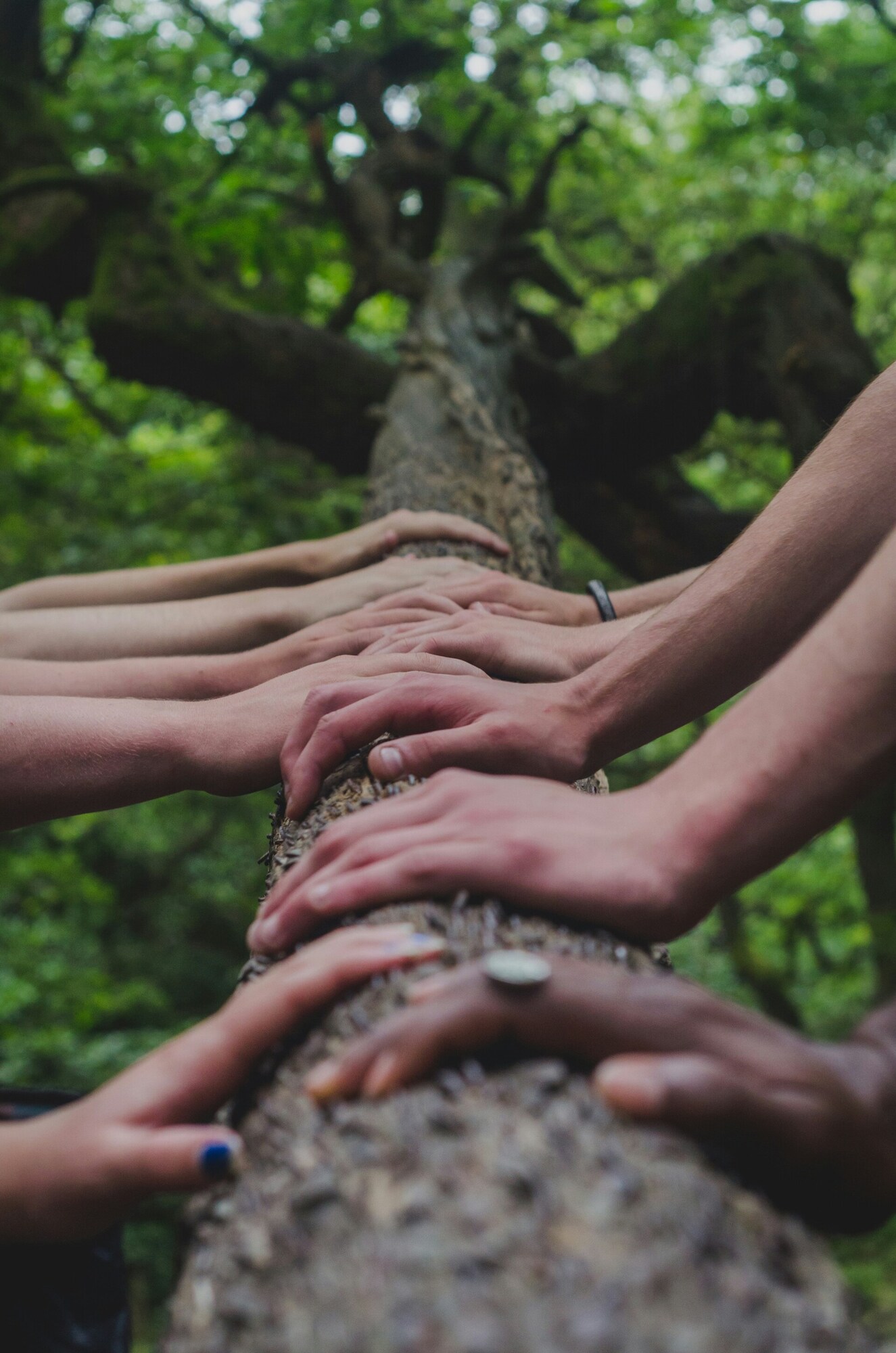 People with their hands on a tree