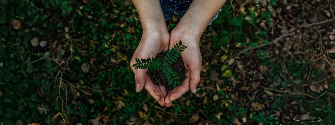 Planting a fern